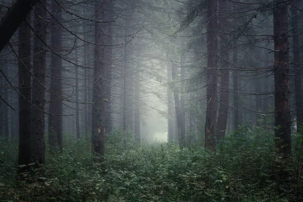 Sentier Dans Forêt Brumeuse Conifères — Photo