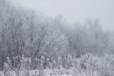 Soğuk kış sabahı sisli söğüt ağacı