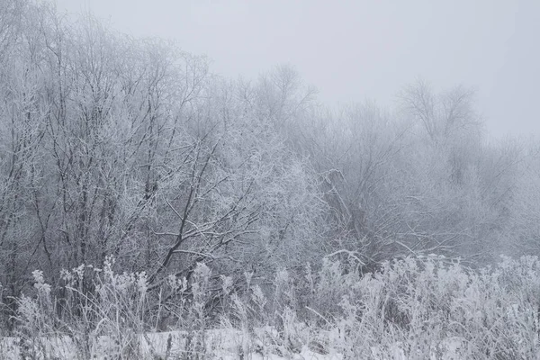 Туманная Ледяная Ивовая Роща — стоковое фото