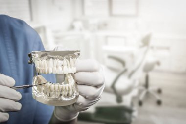 Diş Temizleme öğretim gösteri insan dişi metal sonda ile kopya alanı kullanarak şeffaf modelini kullanma