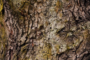 Doku kahverengi Orman ağacı