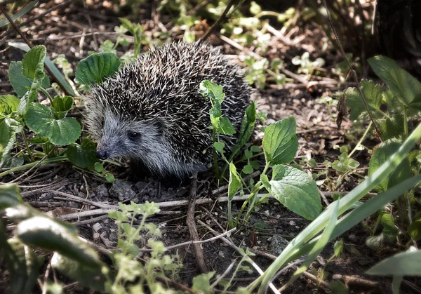 Östlicher Igel Der Natur — Stockfoto