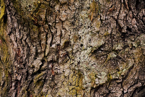 Doku kahverengi Orman ağacı