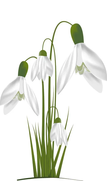 Kardelen vektör ilk bahar çiçek