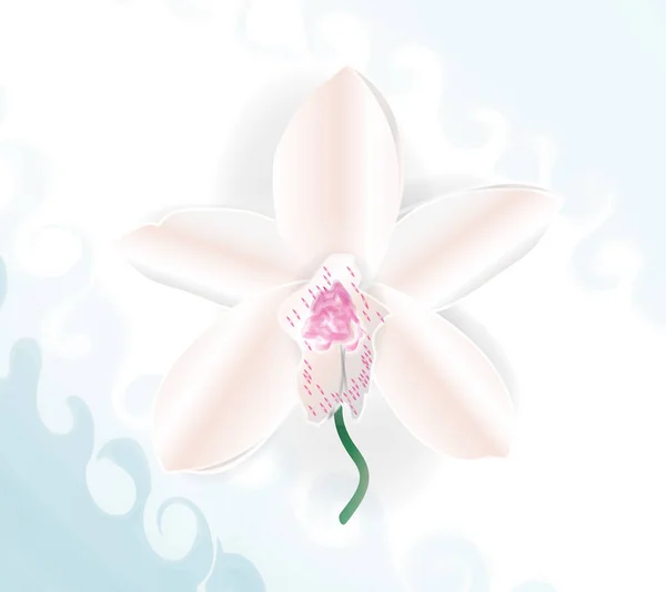 Orkide, orchidea güzel çiçek vektör üzümlü