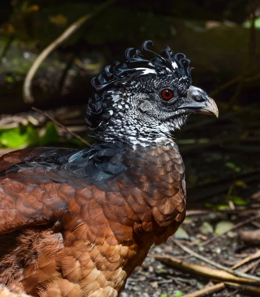 Nahaufnahme Vogelporträt eines großen Curassow-Weibchens, wissenschaftlicher Name crax rubra — Stockfoto