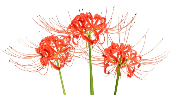 Red spider lily květy nebo Lycoris radiata, izolované na bílém pozadí — Stock fotografie