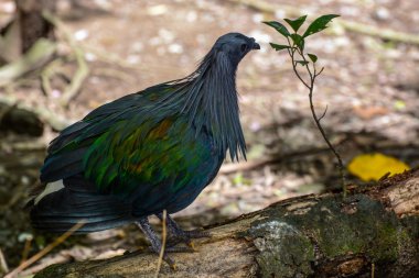 Gıda, bilimsel adı Caloenas nicobarica yiyecek arama Nicobar güvercin