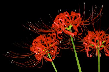 Beautiful red spider lily flowers, or Lycoris radiata, isolated on black background clipart