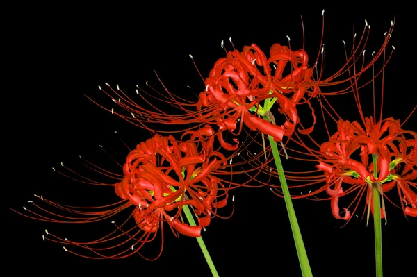 Belles fleurs de lys araignée rouge, ou Lycoris radiata, isolées sur fond noir — Photo