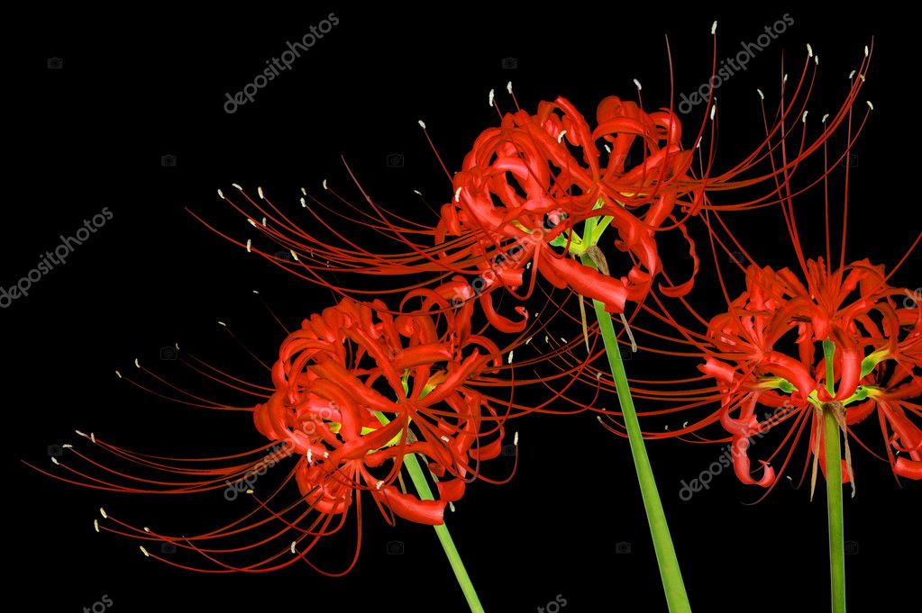 Flor lili roja fotos de stock, imágenes de Flor lili roja sin royalties |  Depositphotos