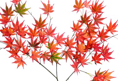 Parlak kırmızı sonbahar Japonca akçaağaç yaprakları veya beyaz bir arka plan üzerinde izole Acer palmatum