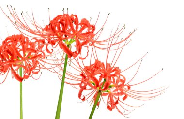 Çok güzel kırmızı örümcek zambak çiçekler, bilimsel olarak Lycoris radiata, beyaz arka plan üzerinde izole olarak bilinen