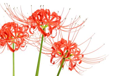 Lovely red spider lily flowers, known scientifically as Lycoris radiata, isolated on white background clipart