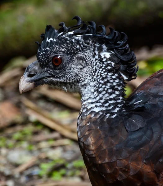 Detailed head closeup of a great curassow female, known scientifically as Crax rubra — Stock Photo, Image