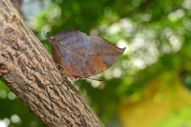 Meşe yaprağı kamuflaj uyarlama, bilimsel olarak Kallima inachus olarak bilinen turuncu oakleaf kelebek