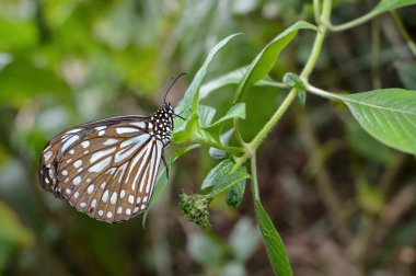Süt kardeş kelebek, bilimsel adı Radena similis similis Liuchiou mavi benekli