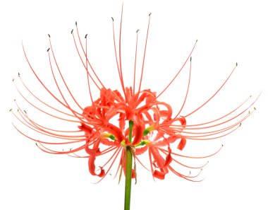Single red spider lily flower cluster isolated over a white background clipart