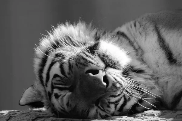 Rosto preto e branco de um tigre adulto dormindo em paz — Fotografia de Stock