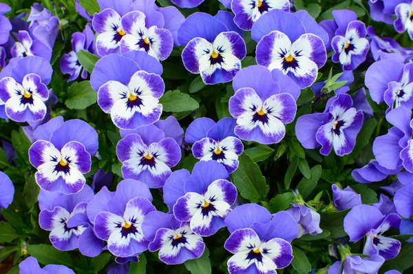 Natural floral background of purple pansy flowers — Stock Photo, Image