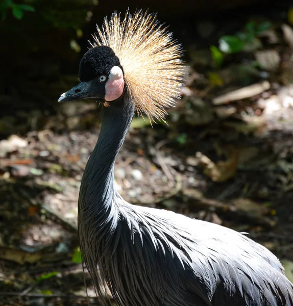 Grey crowned crane with exotic head plumage, known scientifically as Balearica regulorum — Stock Photo, Image