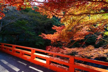 Geleneksel kırmızı köprü ve renkli sonbahar maples Kyoto, Japonya