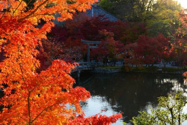 Sonbahar akçaağaç yaprakları huzurlu bir gölet ile akşam sonbahar güneşi parlak kırmızı parlayan