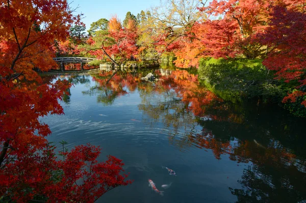 Hermoso jardín de estanque japonés con reflejos de arce de otoño y peces de colores —  Fotos de Stock