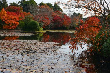 Olgun hurma ve sonbaharda akçaağaç güzel bir su birikintisi düşüş sırasında yansıtan renkli