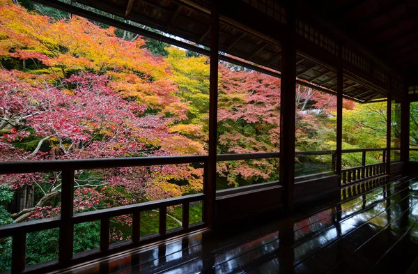 Ahornbäume in Herbstfarbe im Herbst durch rustikale japanische Fenster gesehen — Stockfoto