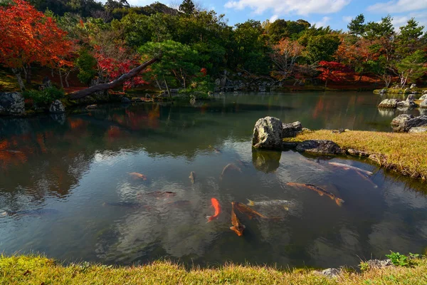 Grandes peces coloridos nadando en un hermoso estanque japonés durante el otoño —  Fotos de Stock