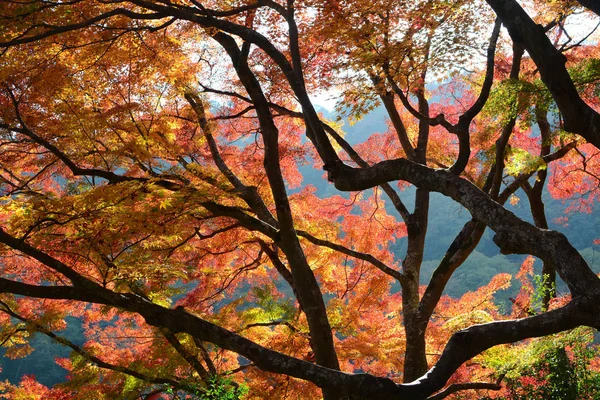 Feuilles de couleur automnale et branches foncées d'érables à l'automne — Photo