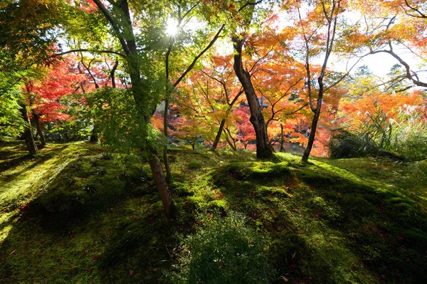 Floresta de musgo aquecida por raios de luz solar caindo através de um dossel de árvores de bordo coloridas de outono — Fotografia de Stock