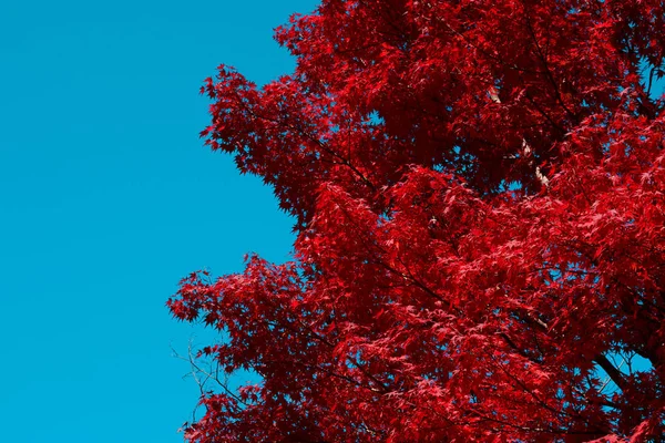 Rode Japans maple tree val achtergrond met blauwe hemel kopie ruimte aan linkerzijde — Stockfoto