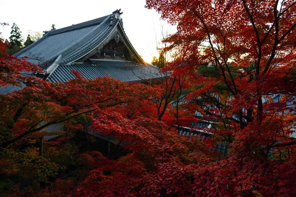 Röd höst lönn träd framför ett gammalt tempel under hösten i Kyoto, Japan — Stockfoto