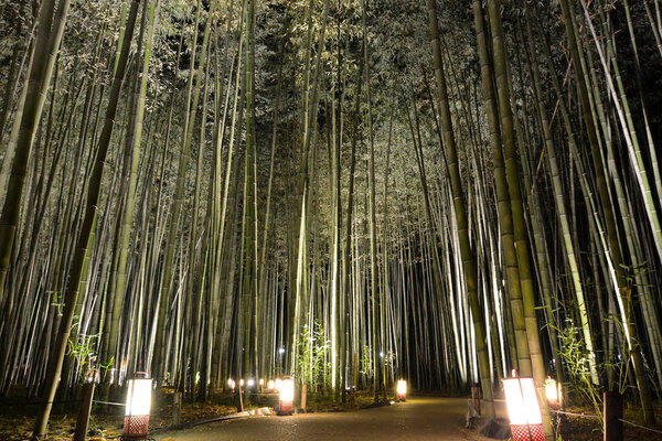 Фонарики на дорожке в бамбуковой роще во время фестиваля Арашияма Ханаторо в Японии
