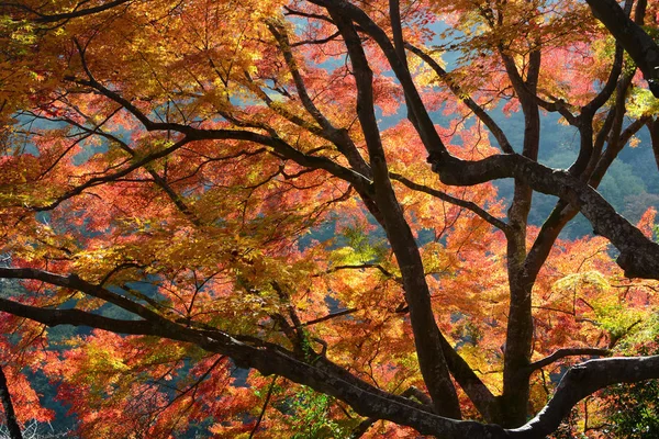 Feuilles d'érable japonais de couleur automne rétro-éclairé par le soleil d'automne — Photo