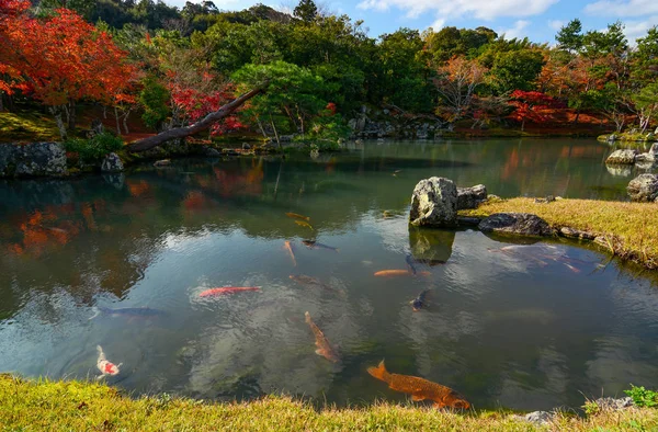 Coloridos peces koi en un tranquilo estanque japonés con follaje de otoño que se refleja en el agua —  Fotos de Stock