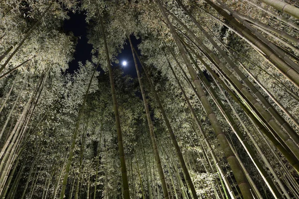 Wald aus hohem Bambus bei Nacht mit Mondlicht, das durch ein Loch in der Baumkrone lugt — Stockfoto