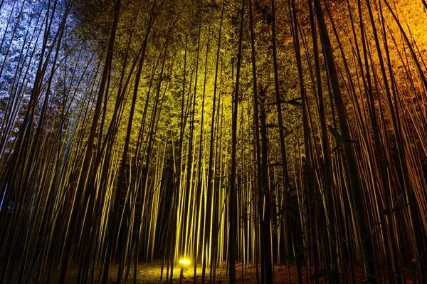 Fondo de bambú natural iluminado por luces de colores por la noche durante el festival Arashiyama Lantern — Foto de Stock