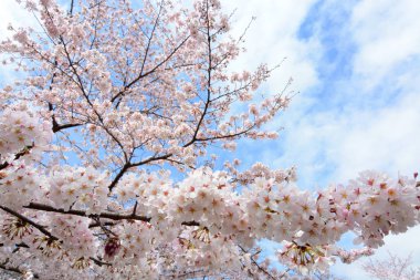 Güzel beyaz kiraz çiçekleri veya sakura, Japonya'da bir ağaçta baharda çiçeklenme