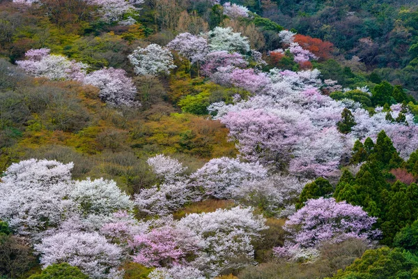 White and pink wild cherry blossoms on Mount Arashi in the Arashiyama area of Kyoto, Japan — Stock Photo, Image