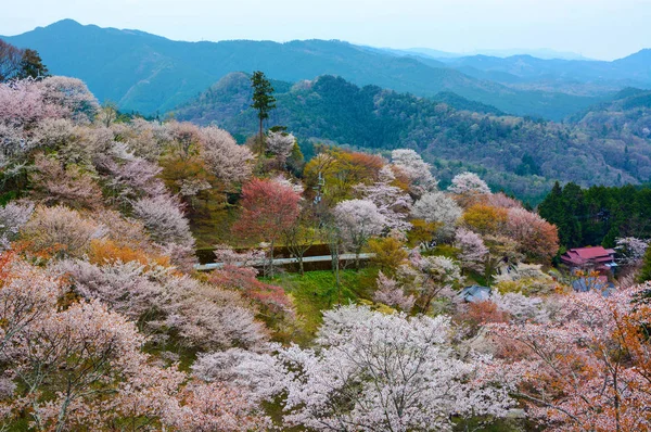 Tysiące drzew wiśni kwiat na Mount Yoshino wiosną w prefekturze Nara, Japonia — Zdjęcie stockowe