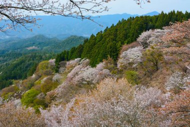 Kiraz ağaçları battaniye Mount Yoshino beyaz çiçekleri ile bahar döneminde Nara ili çiçekli, Japonya