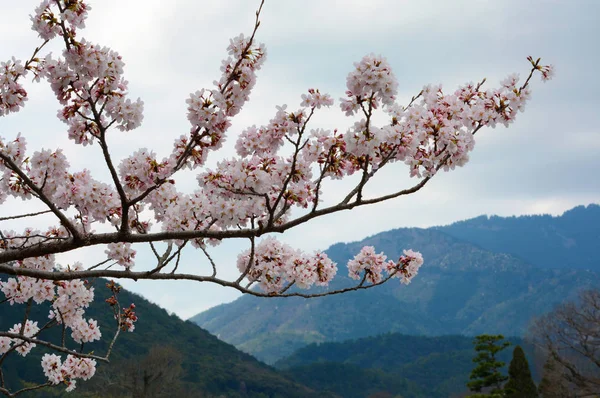 Kirschblüten blühen vor einer bergigen Landschaft in Japan — Stockfoto