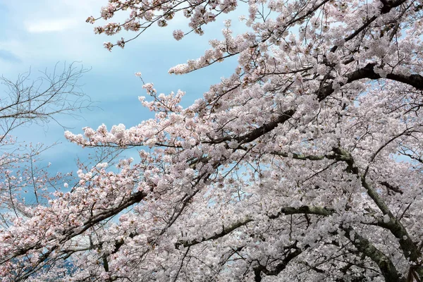 Ramos de cereja grossos com flores florescentes em Kyoto, Japão — Fotografia de Stock