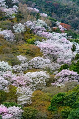 Kyoto, Japonya'nın Arashiyama bölgesinde bahar sırasında vahşi dağ kiraz ağacı çiçekleri