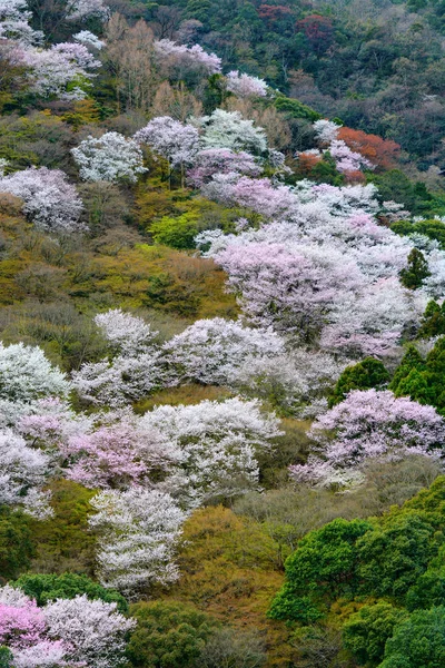 Vilda berg körsbärsträdet blommar under våren i området Arashiyama Kyoto, Japan — Stockfoto