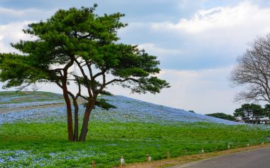 Kanlısırt'ta ağacı bebek mavisi gözleri nemophila çiçek Japonya'da Hitachi Seaside park alanında duruyor
