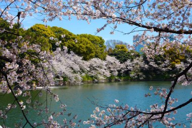 Kiraz ağacı dalları ile beyaz çiçek çiçek bahar olay yerinde Chidorigafuchi hendek Tokyo, Japonya için çerçeve